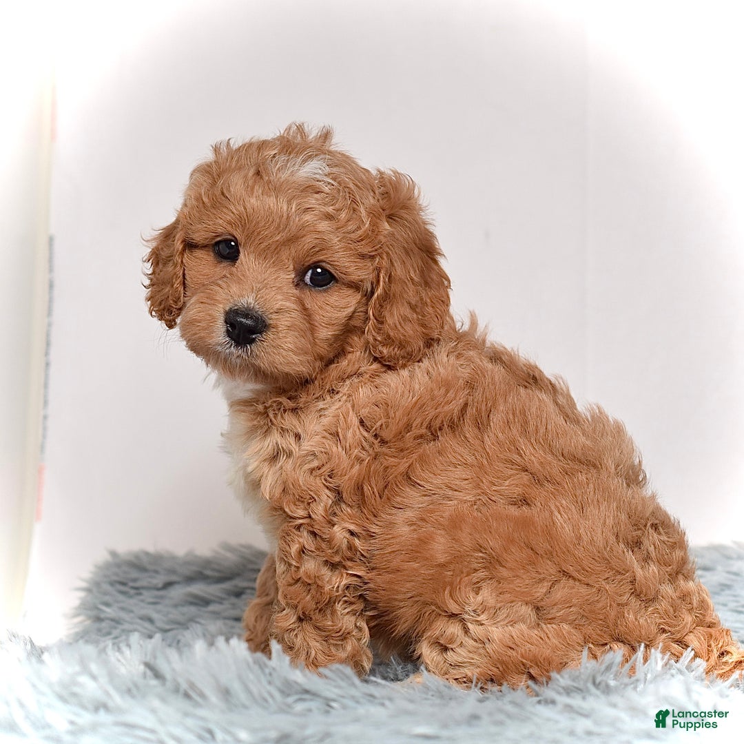 Cavapoo dogs for sale: Ms. Lexi - Ad 3