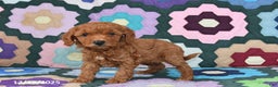 Mixed Breed dogs for sale: Lucy - Ad 1