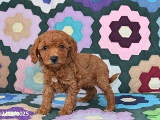 Mixed Breed dogs Lucy - Ad 6