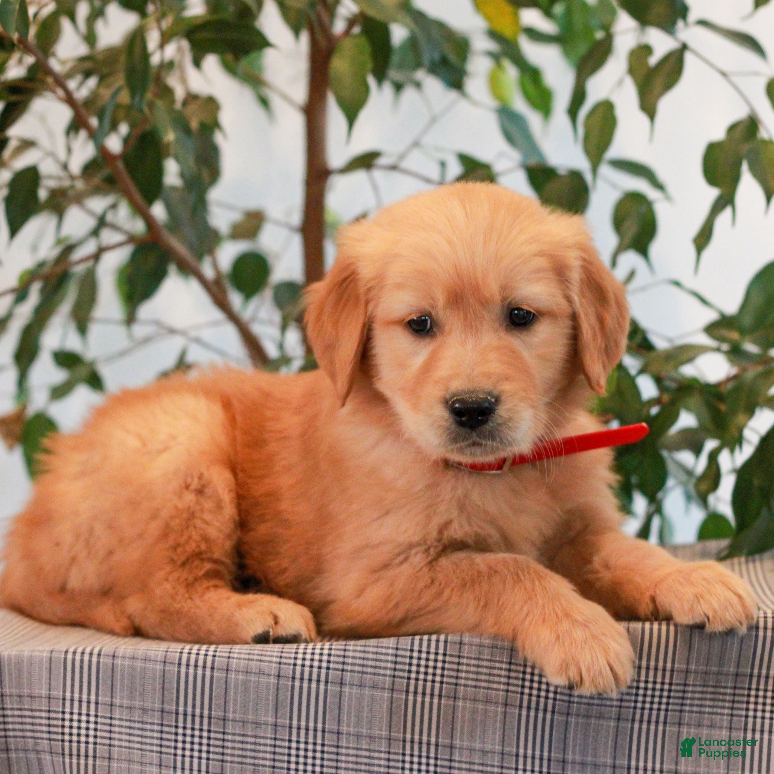 Golden Retriever dogs Patrick  - Ad 2