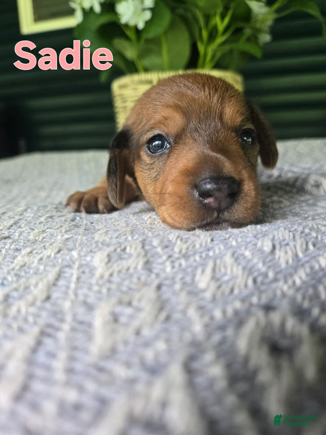 Miniature Dachshund dogs for sale: Sadie - Ad 1