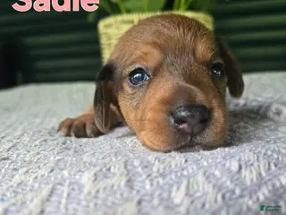 Miniature Dachshund dogs Sadie - Ad 12