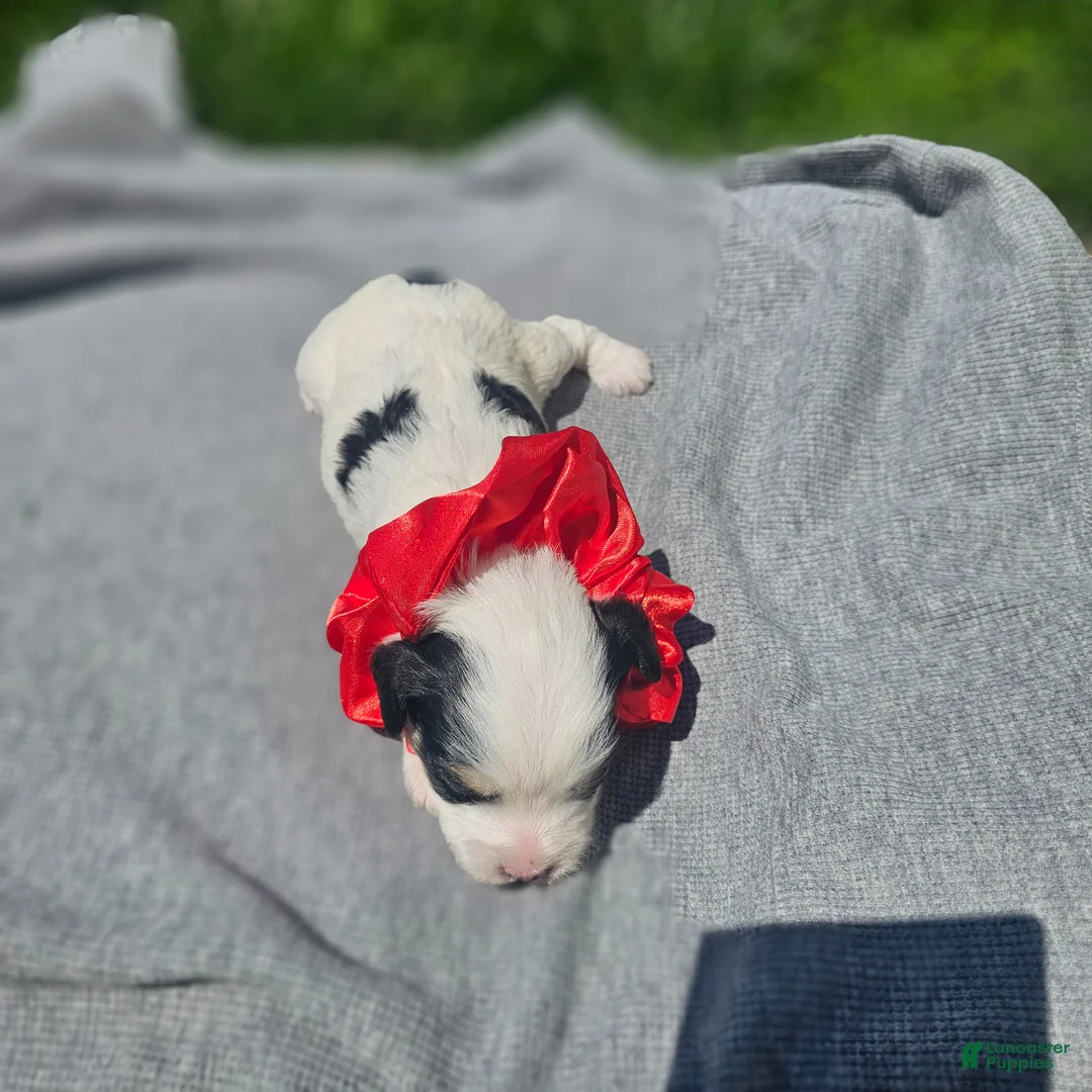 Cavapoo dogs for sale: Liberty - Ad 2