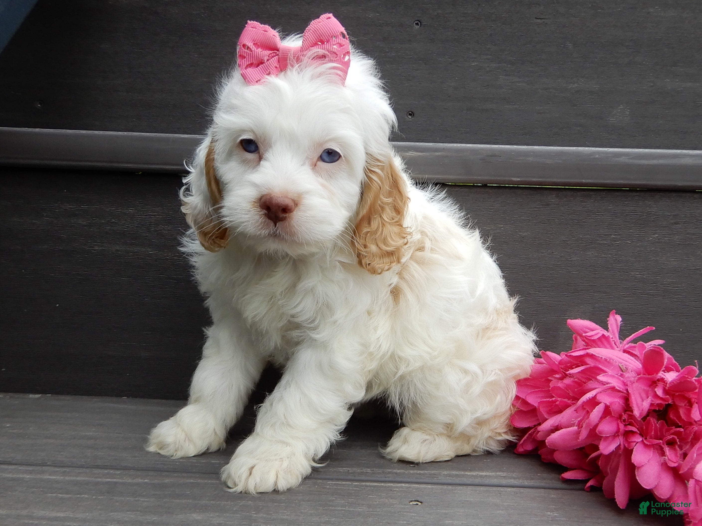 Cockapoo dogs Maci - Ad 2