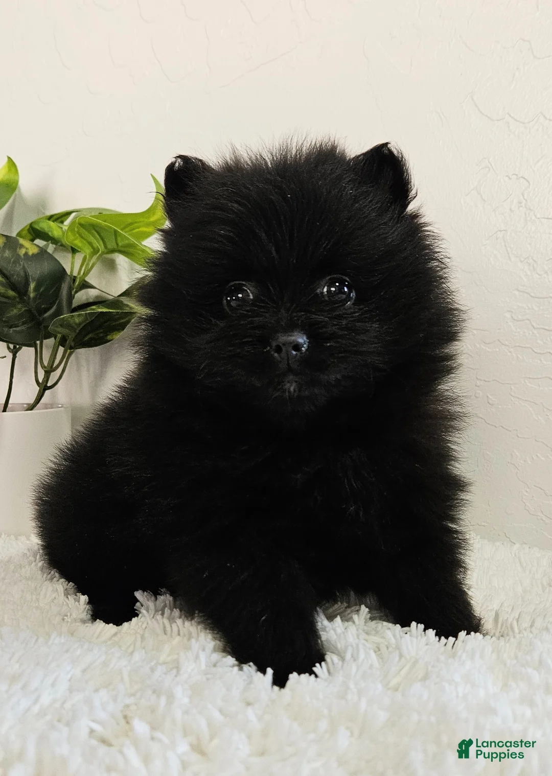 Pomeranian dogs for sale: Sadie - Ad 1