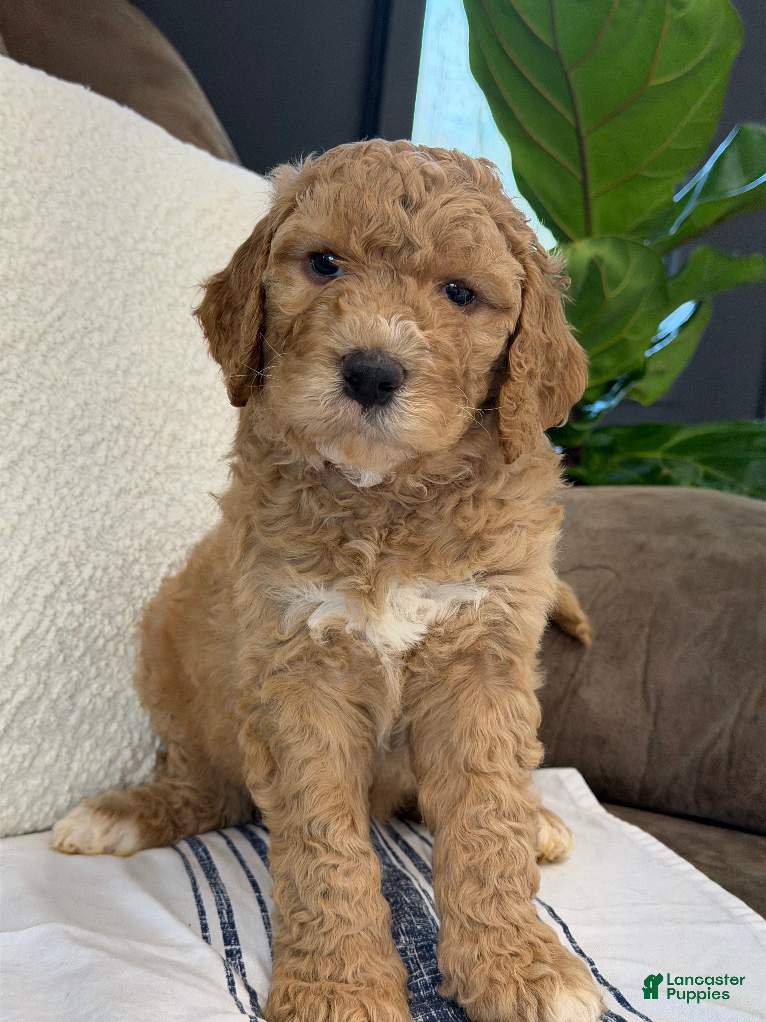 Goldendoodle dogs Raleigh - Ad 1
