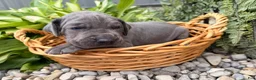 Great Dane dogs for sale: Sparkle - Ad 3
