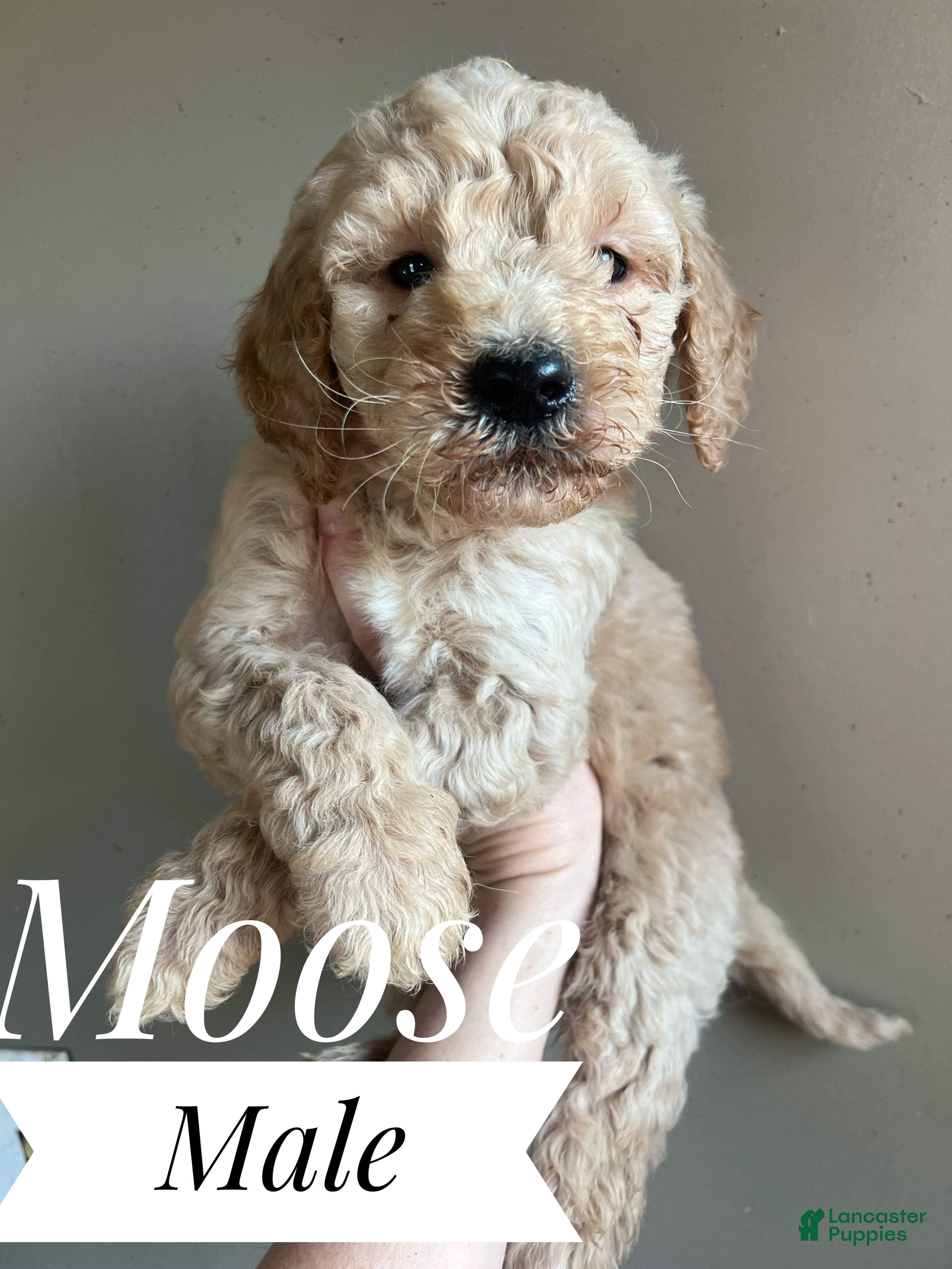 Goldendoodle dogs Moose - Ad 1