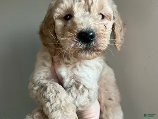 Goldendoodle dogs for sale: Moose - Ad 3