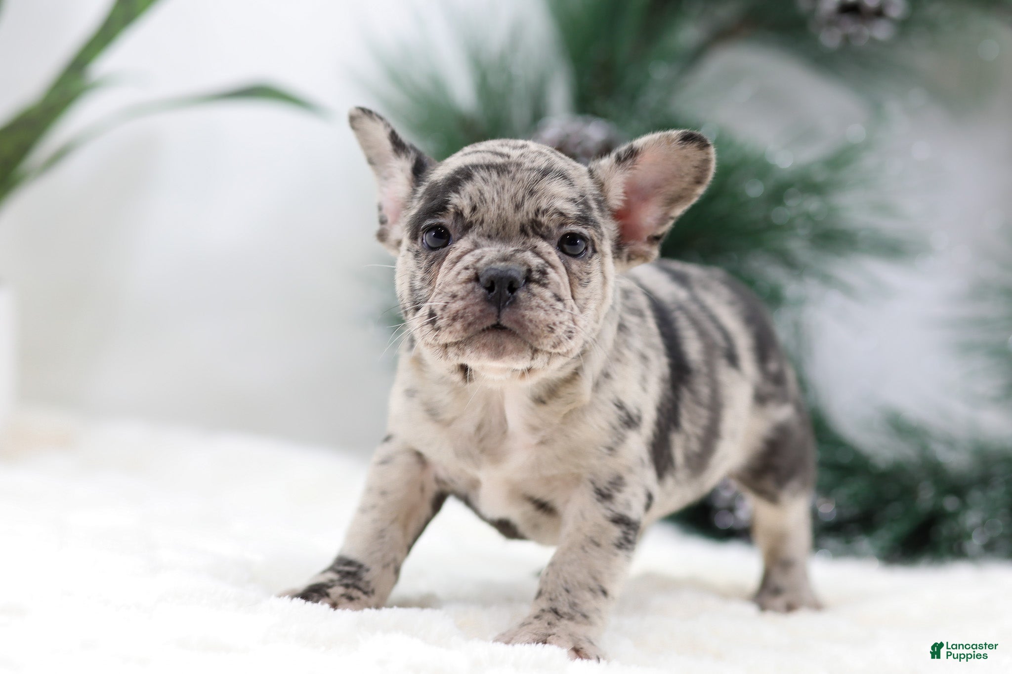 French Bulldog dogs Beauty - Ad 31