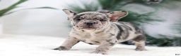 French Bulldog dogs for sale: Beauty - Ad 1