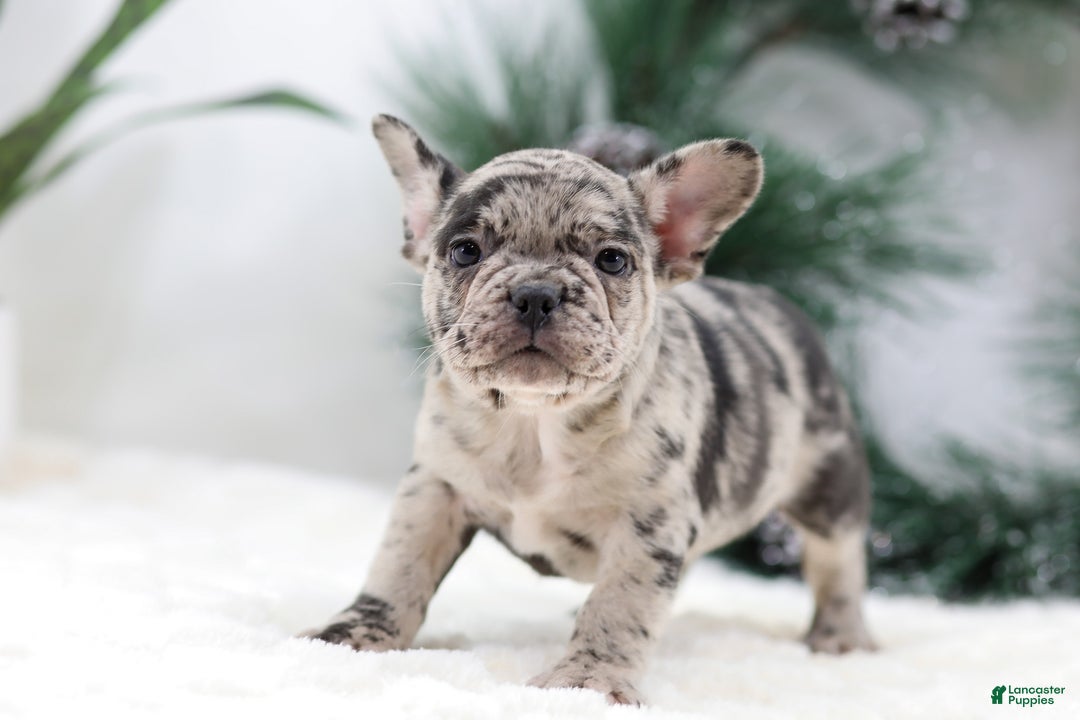 French Bulldog dogs for sale: Beauty - Ad 1