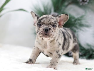 French Bulldog dogs Beauty - Ad 1