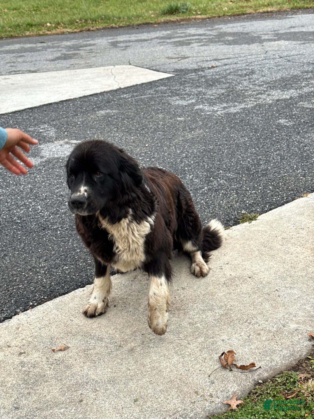 Mixed Breed dogs for sale: Wellington - Ad 13