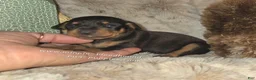 Miniature Pinscher dogs for sale: Clair black tan - Ad 3