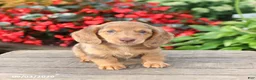 Miniature Dachshund dogs for sale: Buster - Ad 3