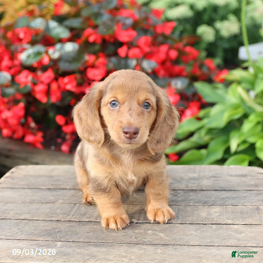 Miniature Dachshund dogs for sale: Buster - Ad 3