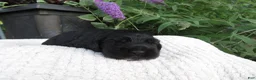 Cocker Spaniel dogs for sale: Ivy - Ad 3