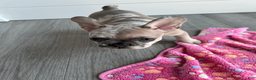 French Bulldog dogs for sale: DHALIA - Ad 5