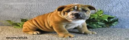 English Bulldog dogs for sale: Jeffrey - Ad 4