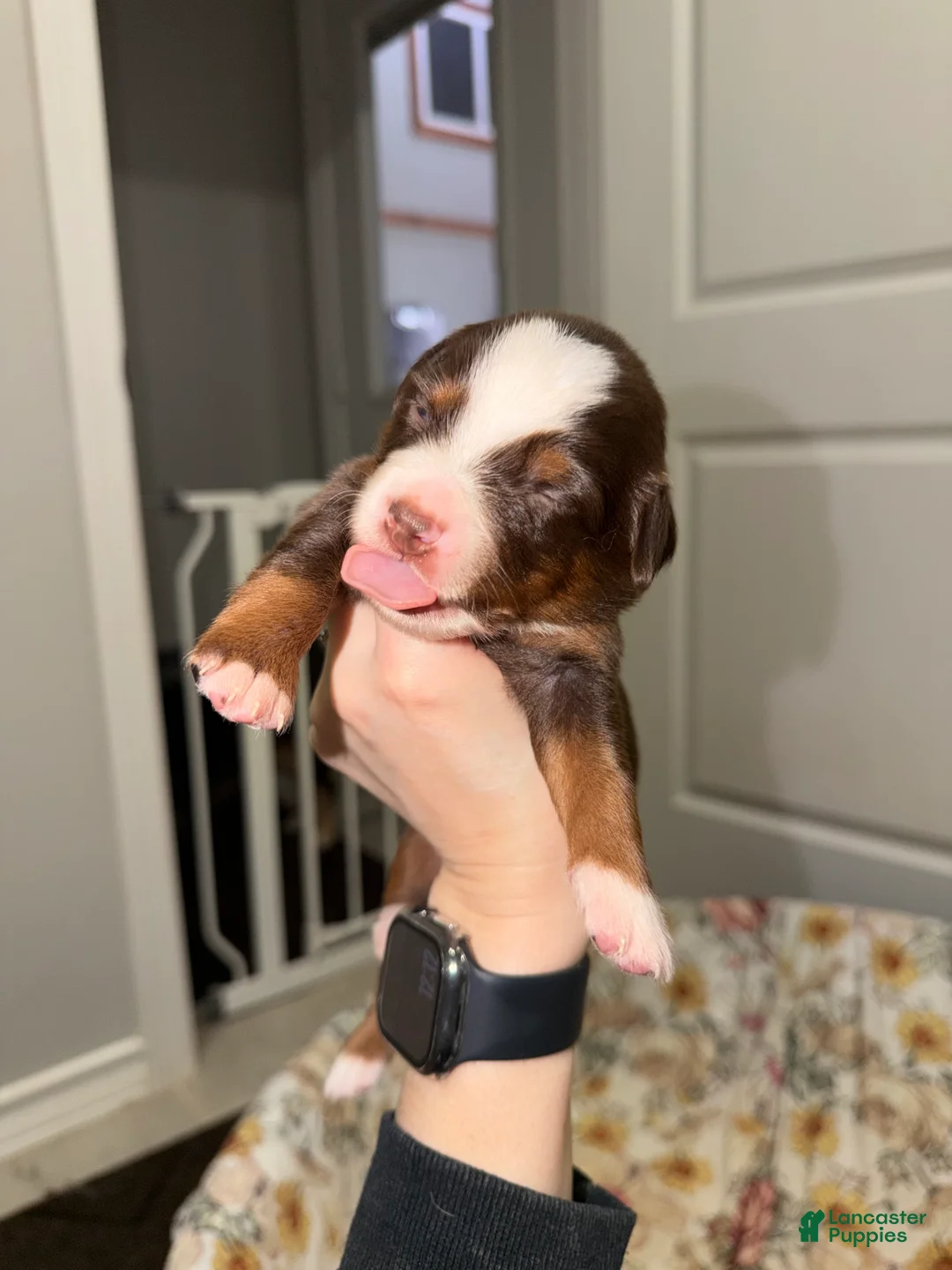 Miniature Australian Shepherd dogs for sale: Beth - Ad 2