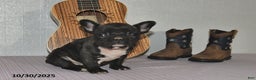 Frenchton dogs for sale: Jasper - Ad 4