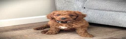Cavapoo dogs for sale: Toby - Ad 2
