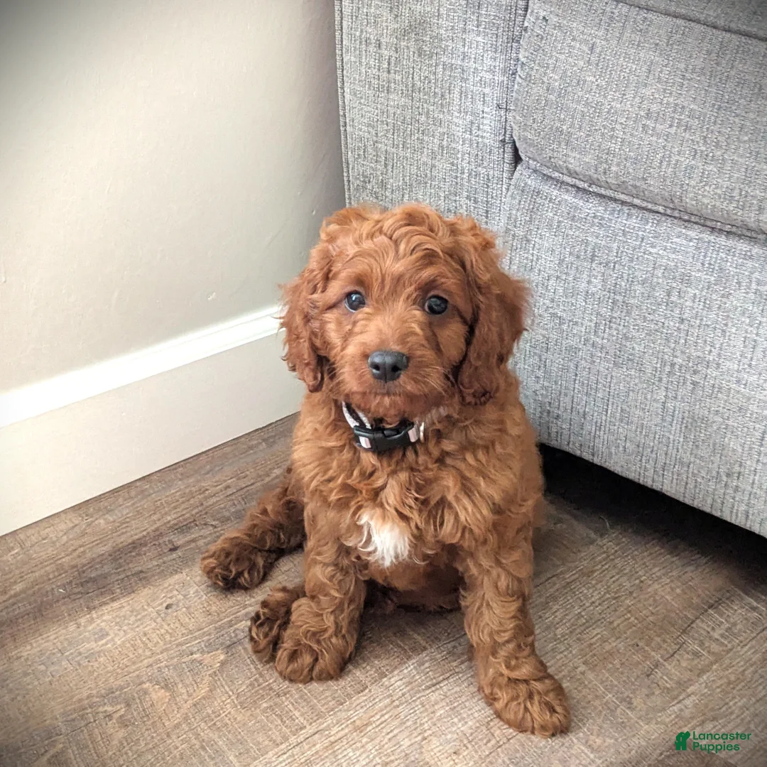 Cavapoo dogs for sale: Toby - Ad 2