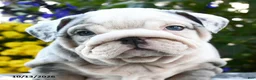 English Bulldog dogs for sale: Tamarisk - Ad 4