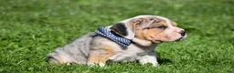 Beabull dogs for sale: Hunter - Ad 11