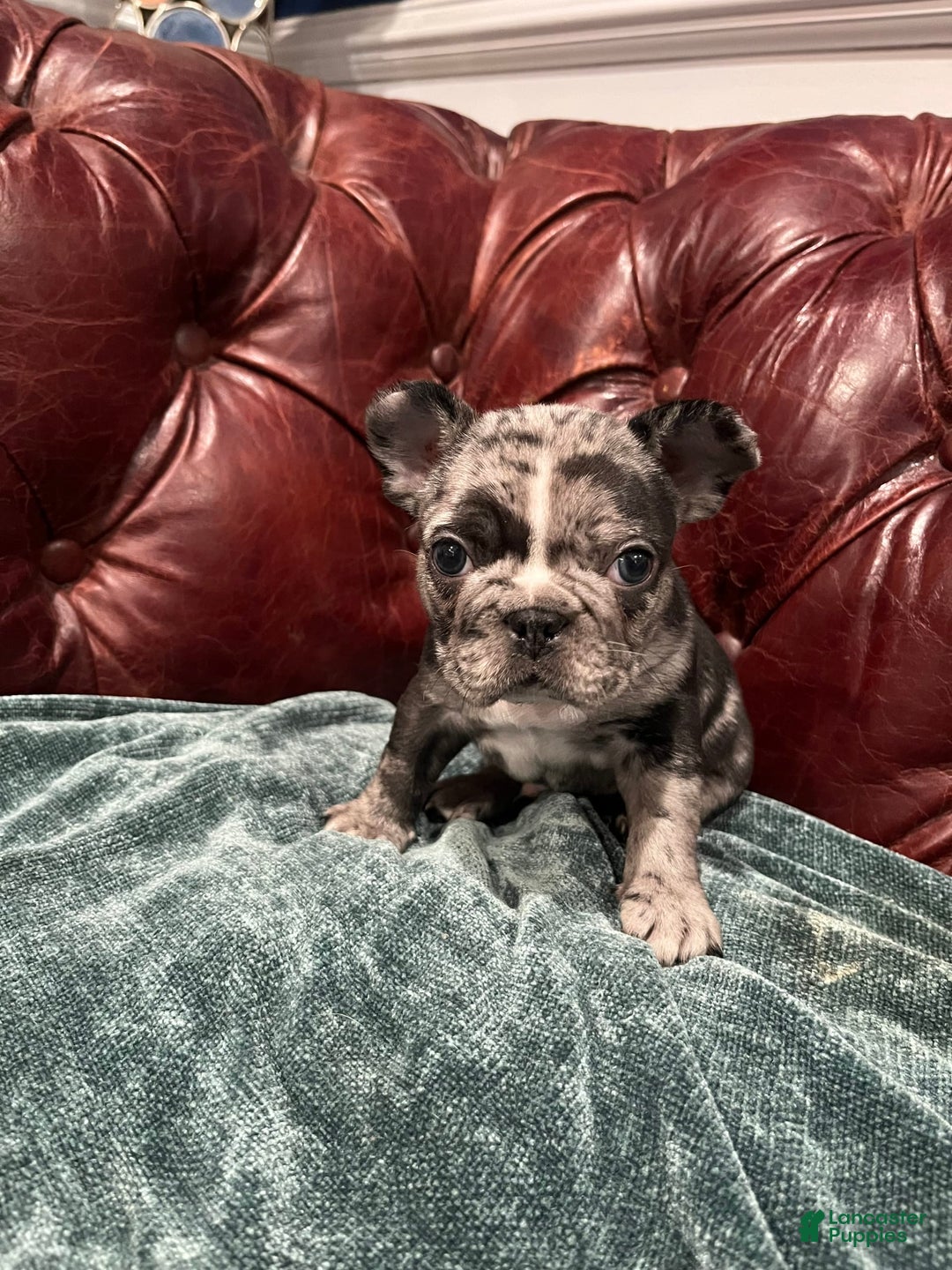 Gallery Image {{count}}