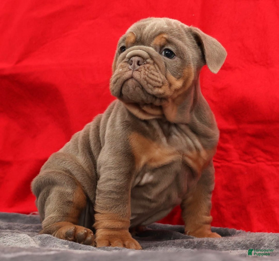 English Bulldog dogs for sale: Simone - Ad 7