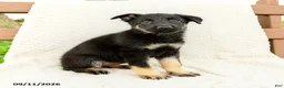 German Shepherd dogs for sale: Bianca - Ad 5