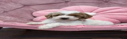Goldendoodle dogs for sale: Sage  - Ad 1