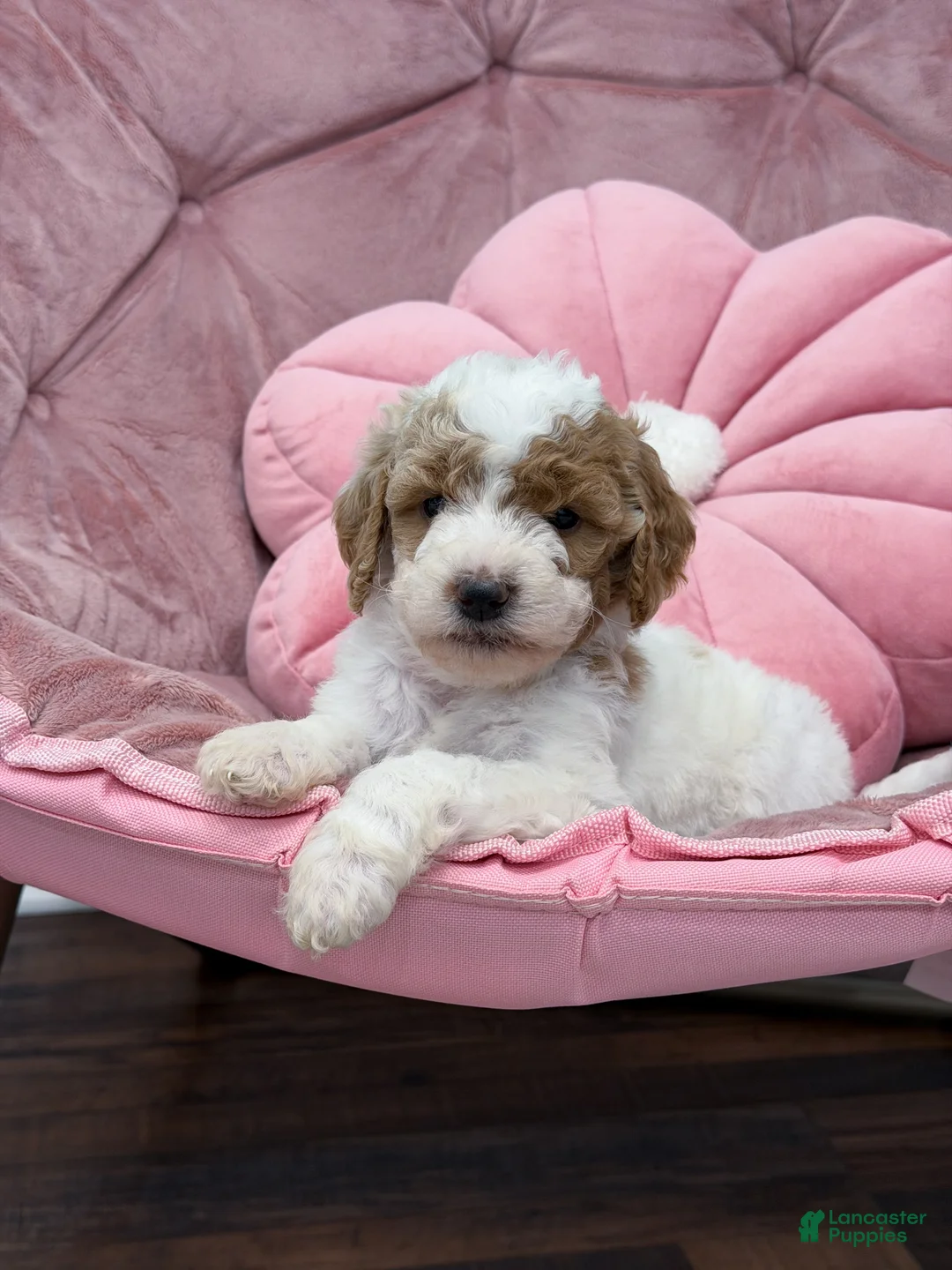 Goldendoodle dogs for sale: Sage  - Ad 1