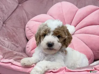 Goldendoodle dogs Sage - Ad 12