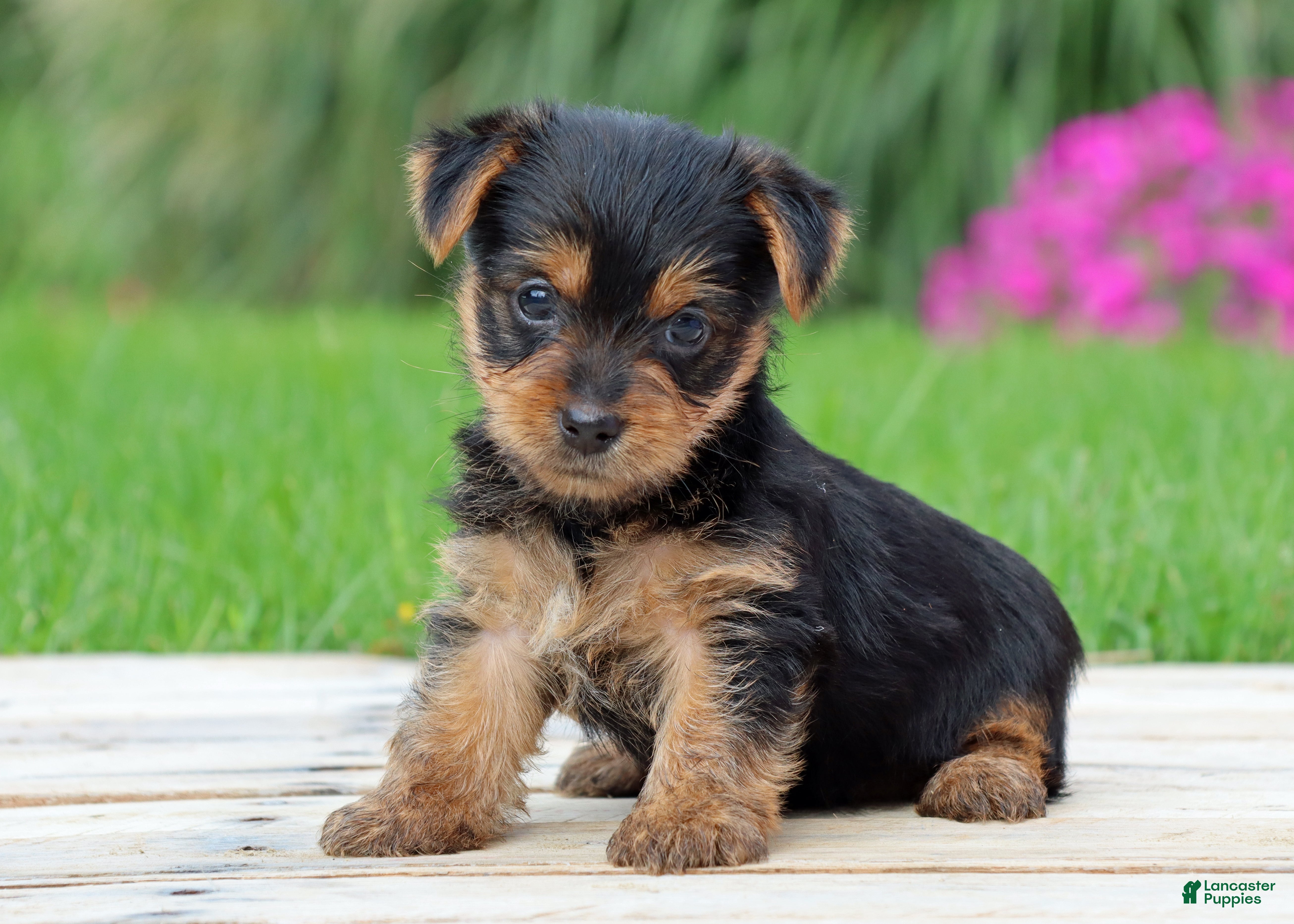 Yorkshire Terrier dogs Tia - Ad 1