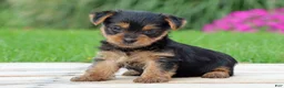 Yorkshire Terrier dogs for sale: Tia - Ad 1