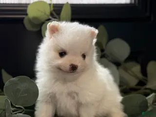 Pomeranian dogs Lola - Ad 4