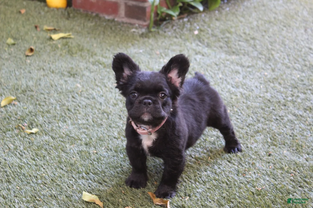 French Bulldog dogs for sale: French Bulldog Puppy 1 - Ad 2