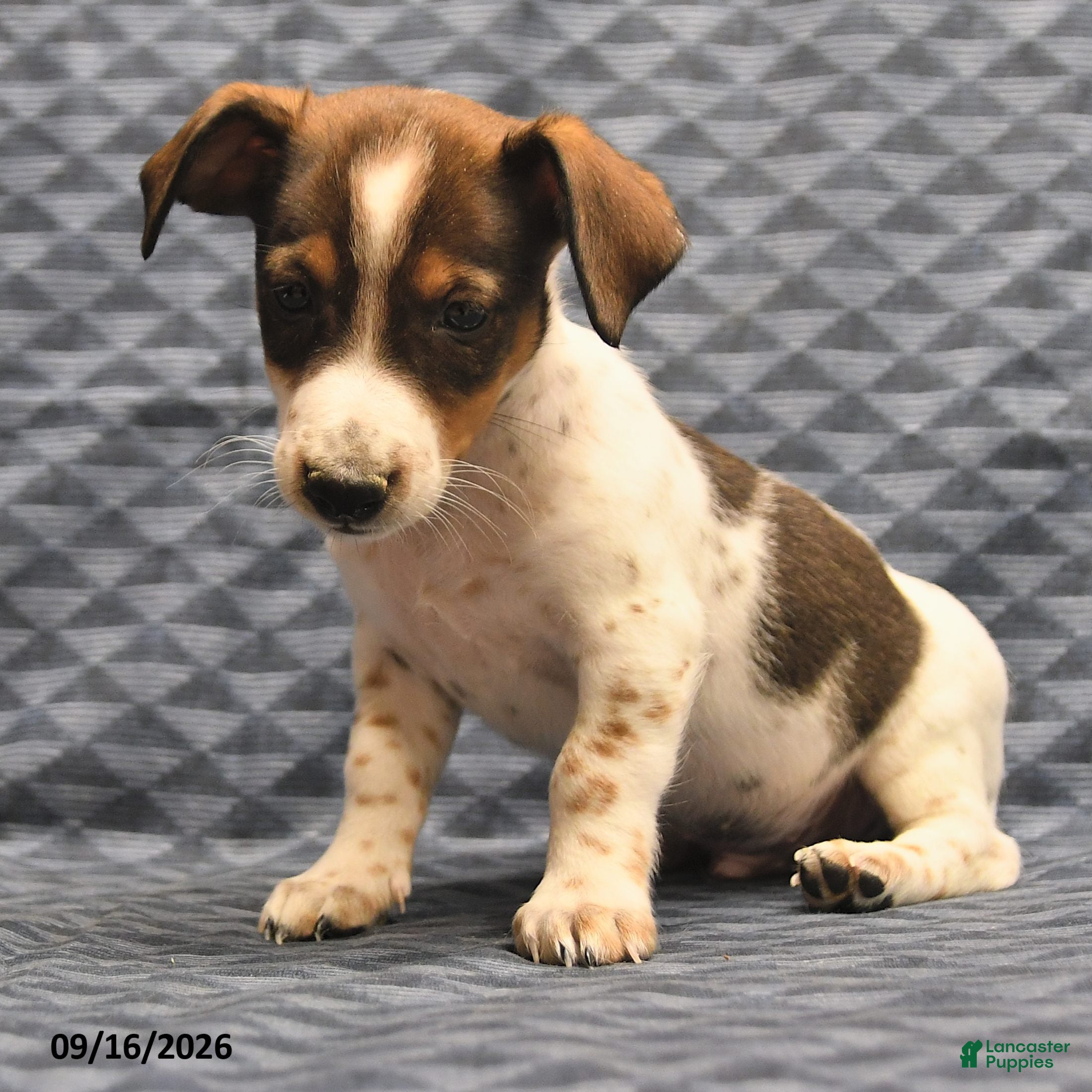 Jack Russell Terrier dogs Lester - Ad 2