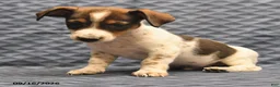 Jack Russell Terrier dogs for sale: Lester - Ad 2