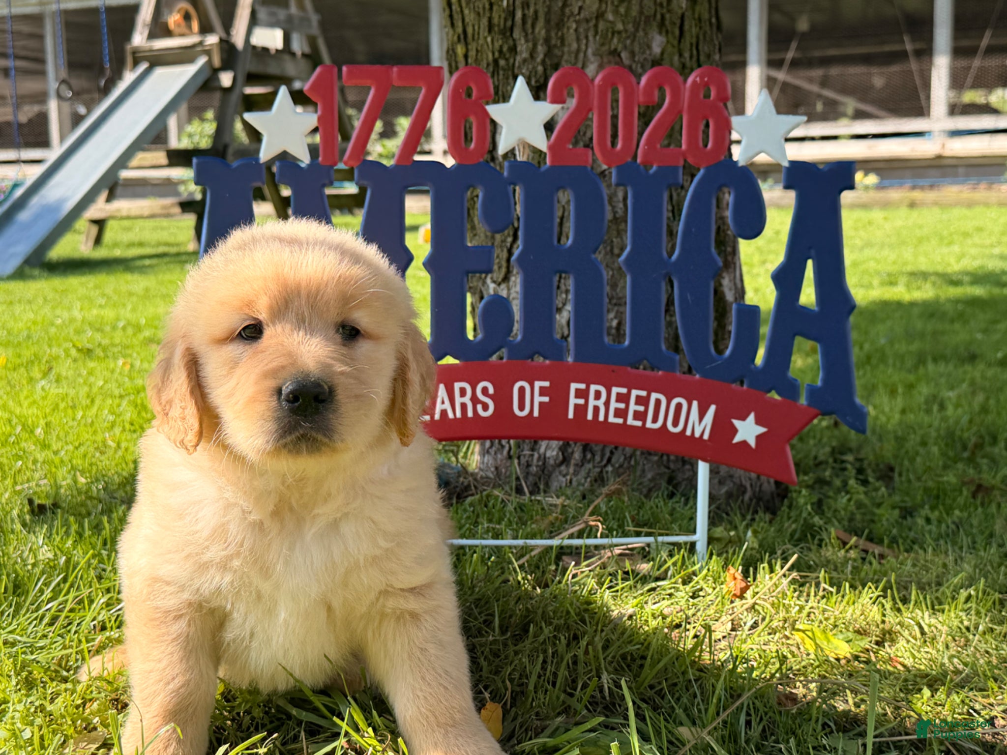 Golden Retriever dogs Patches  - Ad 1