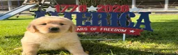 Golden Retriever dogs for sale: Patches  - Ad 1