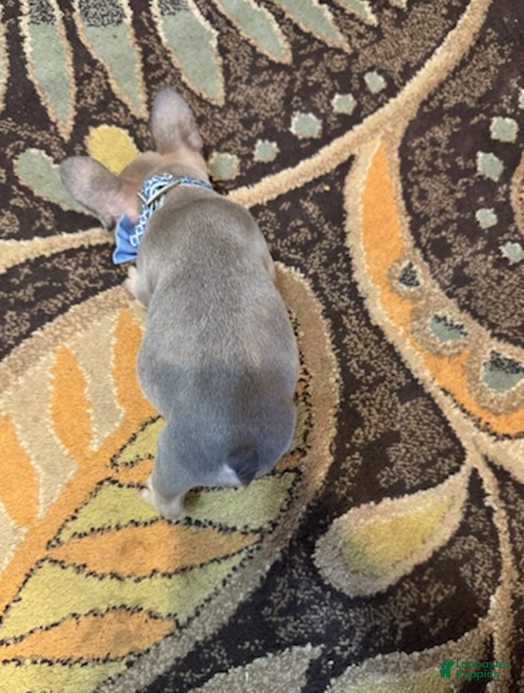 French Bulldog dogs for sale: French Bulldog Boy - Ad 4