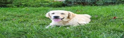 Golden Retriever dogs for sale: Gwenn - Ad 2