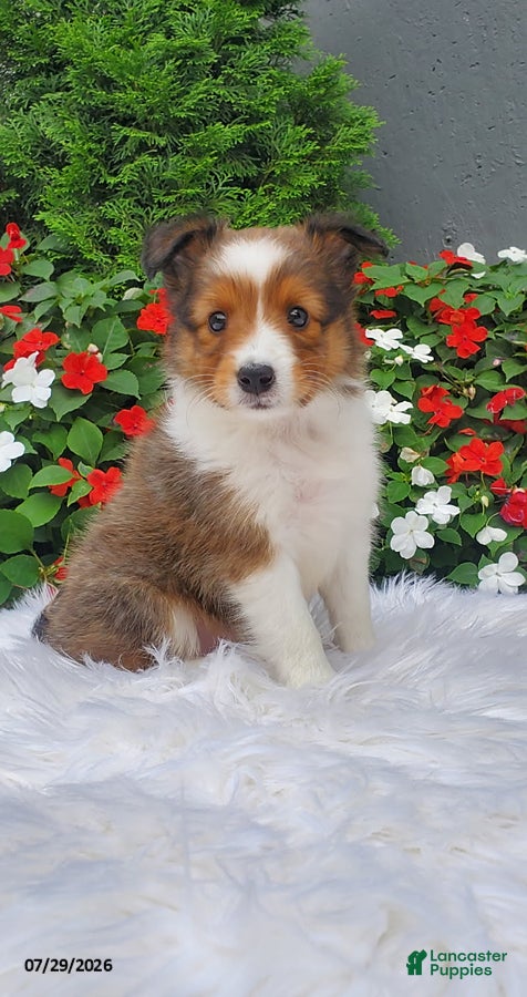 Shetland Sheepdog dogs Rose - Ad 1