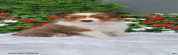 Shetland Sheepdog dogs for sale: Rose - Ad 1