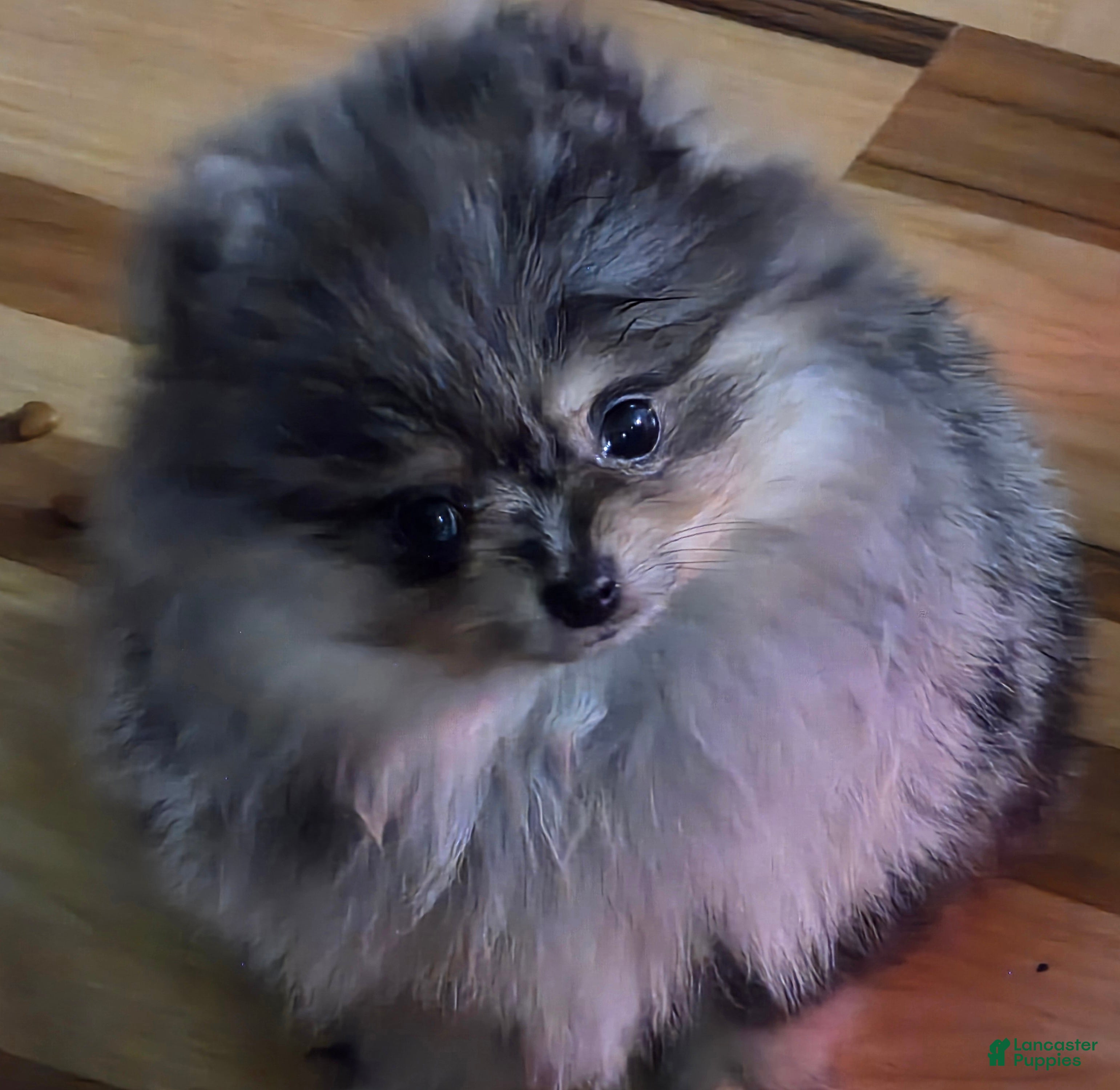 Pomeranian dogs Pomeranian Puppy 1 - Ad 7