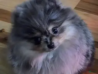 Pomeranian dogs Pomeranian Puppy 1 - Ad 7